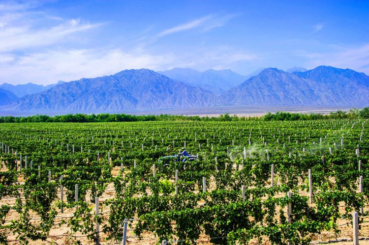 Ningxia, paesaggio vitato
