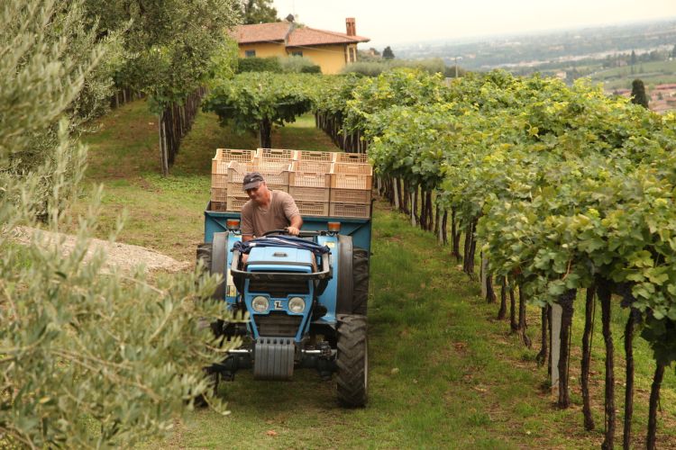 MIrco Venturini sul trattore tra i vigneti