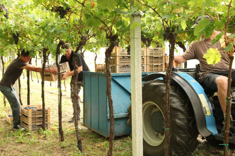 Un momento della vendemmia