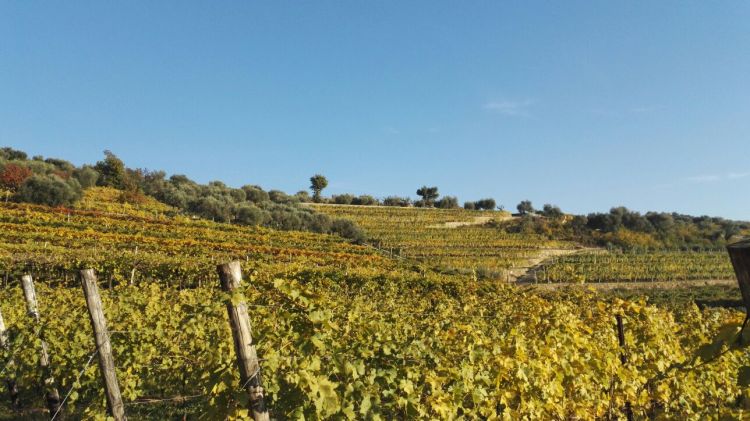 Un'immagine dei vigneti aziendali