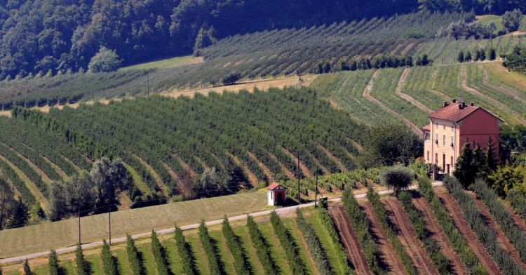 I vigneti dei Colli Tortonesi: si punta sul Timorasso
