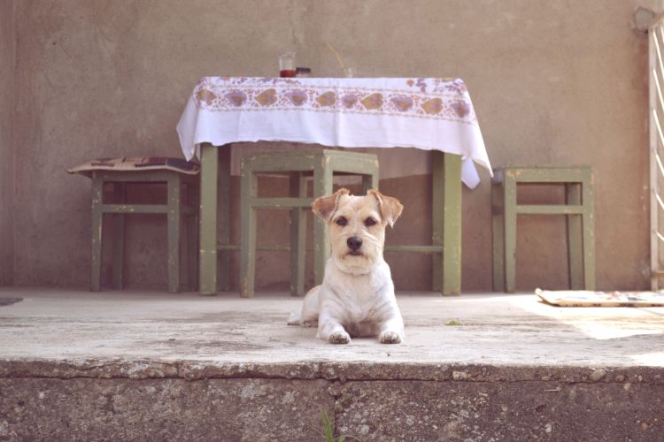 Foto di Vladimir Petrovic (Pexels)

