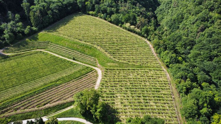Un'altra bella immagine dei vigneti circondati dai boschi