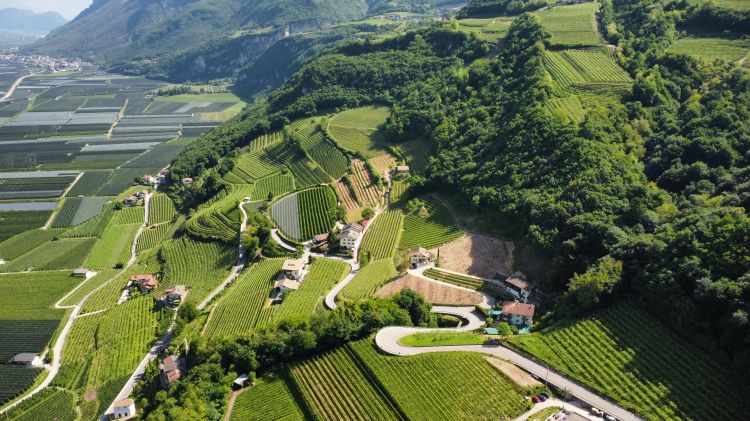 I vigneti di Von Blumen si trovano a Salorno
