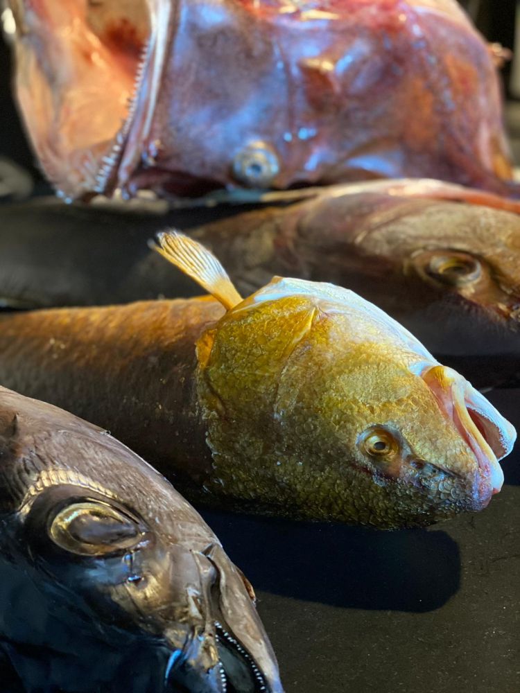 Fish aged at Luca Abbadir and Moreno Cedroni