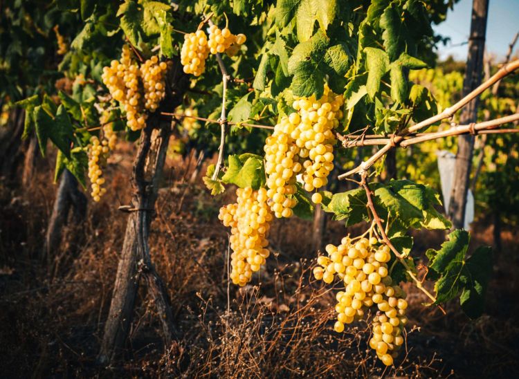 Il Caprettone è un vigneto ritrovato