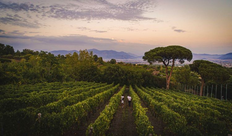 Un'immagine dei vigneti
