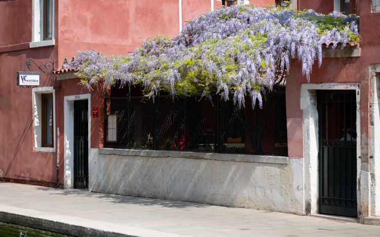 Wist&egrave;ria e il suo glicine
