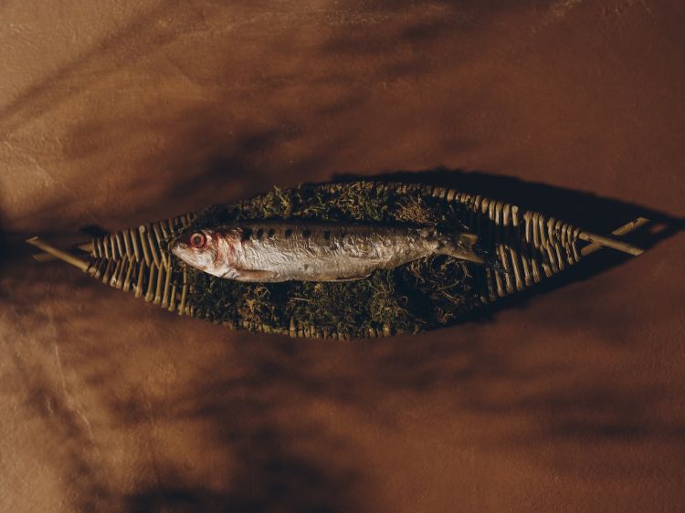 ...o pesci d'acqua dolce
