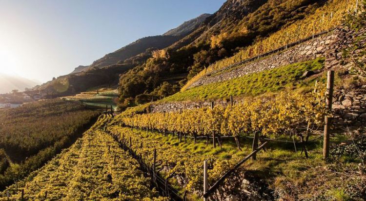 I vigneti dell'Alto Adige: ci sono grandi differenze anche a distanza di poche centinaie metri