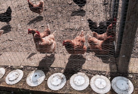 Le galline nell’orto di Pietro Zito. I piatti appoggiati tutt’attorno, vecchi e scheggiati, non più utili al ristorante, servono contro le volpi che se li calpestano fanno rumore e spaventano le galline
