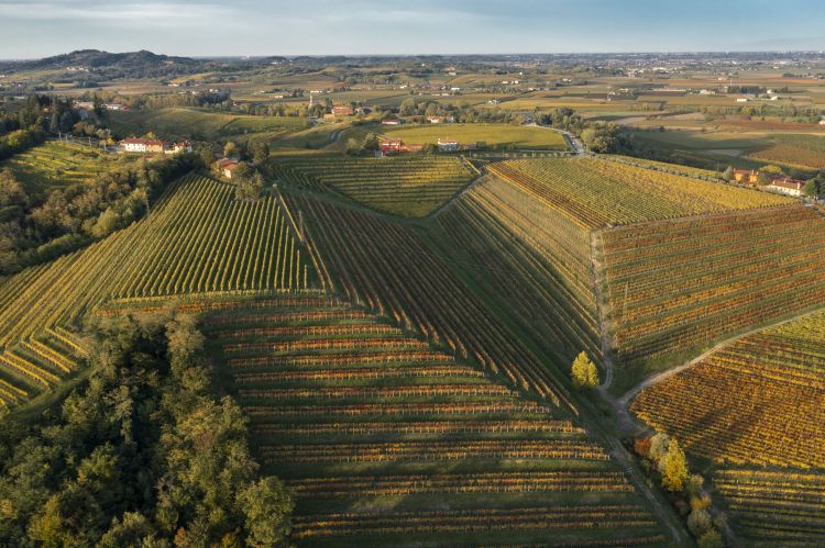 Splendide geometrie dei vigneti Zorzettig, la cant