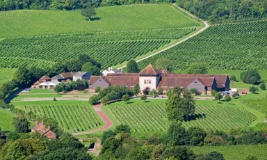 Vigneti in Gran Bretagna: qui siamo